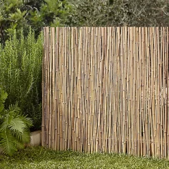 Bambou Blooma 3 X H.1 M