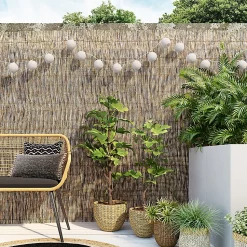 Canisse Osier Blooma 3 X H.1,5 M